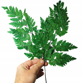 Večný stabilizovaný papraď 6 ks - obrázok Kytica