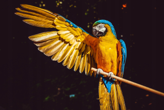 Parrot, Bird, nástenná nálepka 199.5x133cm OS-8