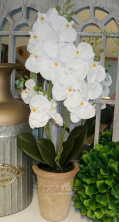 Krásna biela orchidea 3 výhonky 54cm ako živý darček