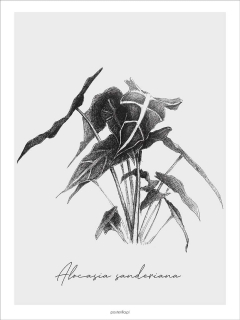 Alocasia Sanderiana 50 x 70 cm plagát