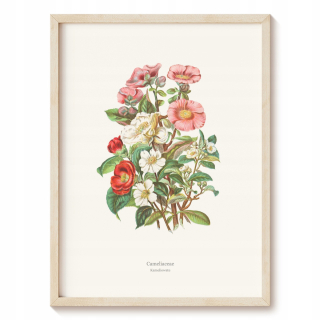 Plagát Botanická záhrada - Camellianské rastliny, umenie bez rámu 59,5 x 84 cm