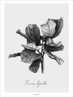 Ficus lyrata 50 x 70 cm plagát