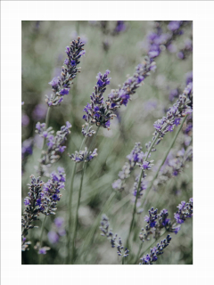 Lavender plagát Meadow 50 x 70 cm