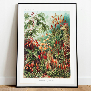 Plagát Botanica, príroda bez rámu 29,7 x 42 cm