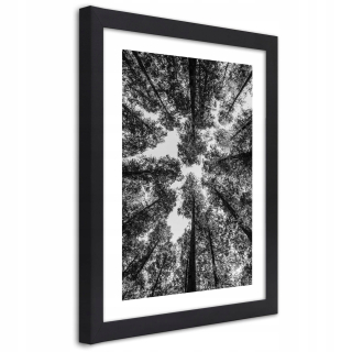 Plagát v čiernom ráme, Tree Crown - 70x100