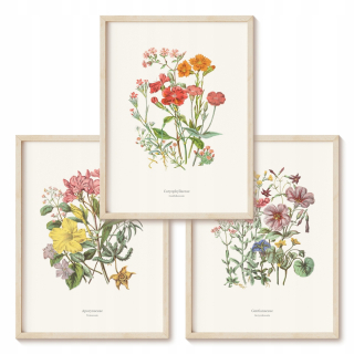 Plagáty Plagáty Botanická záhrada - Žiadna súprava. 3 rastliny, umenie bez rámu 40 x 50 cm