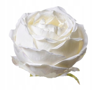 Rose Artificial Head, 10 cm 12 ks. krémový