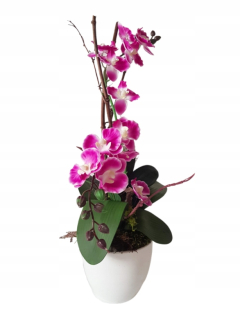 Roztomilý orchidea v hrnci dekoráciu obývacej izby doma