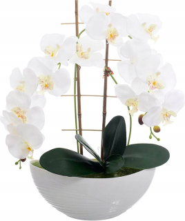 Orchid 2 kvet kvetináč príležitosť darček 58cm veľký