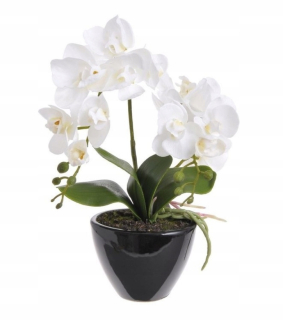 Biela guma orchidea v keramickom hrnci 35cm