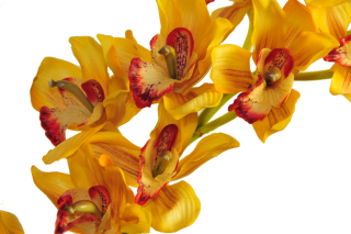 Orchidea Cymbidium Arrrose Artificial ako živá 110cm