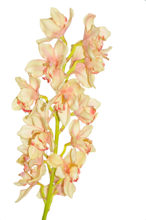 Orchidea Cymbidium umelé as live114cm Promotion