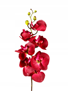 Orchideová orchideová orchidea orchidea