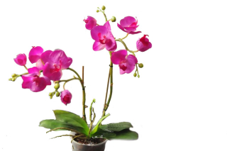 Orchid Double Artificial Like Živé umenie Rose Novinka!