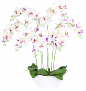 ČLÁNOK ORCHID V ČASE AKO ŽIVÁ ORCHIDA