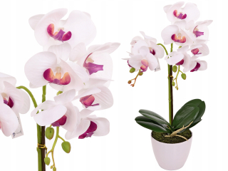 ORCHID V ČASE AKO UMELÝ KVET ŽIVÝ 2 výhonky
