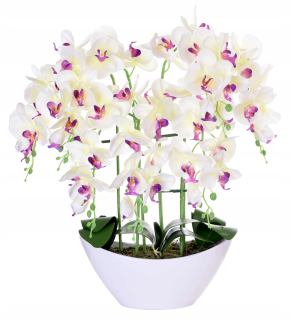 Orchidea v hrnci orchidea 7 výhonkov 56 kvety