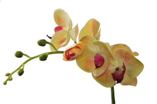 Orchid vetvička Art Rose umelý ako živé 75 cm