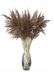 Sušené Dekoratívne Grass Boho Dry Bouquet Big 30ks