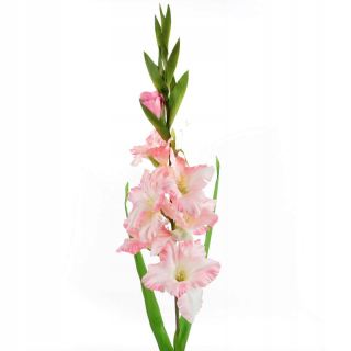 Eurofirany Gample 397477 svetlo ružový gladiolus