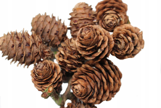 Vianočné ozdoby - Larch CONES Pine Baubles vianočný stromček smrek