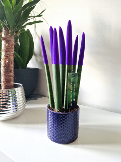 Kvetinová ozdoba - Sansevieria cylindrica wężownica 35 cm