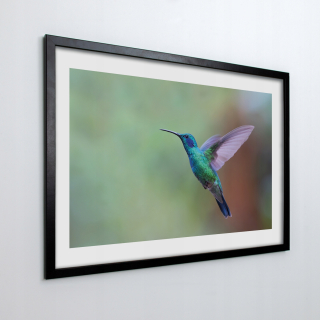 Fotografická fotka v ráme Bird Koliber 100x70 cm