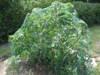 Hrubá pletená sieť oproti vtákom 4x5m