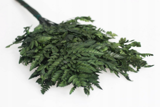 Stabilizovaný Fern Leather Big