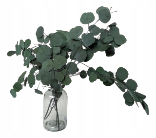 Stabilizovaný eukalyptus zelené, sušené listy