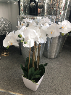 Orchidea 5 libier v bielej hrniec 60 cm