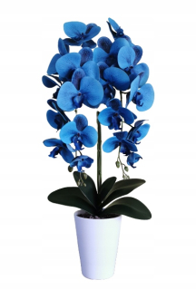 Orchidea blue dva výhonky guma darček k narodeninám