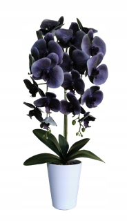 Šedá guma orchidea dvoma výstrelmi do kuchyne kuchyne