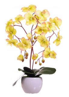 Orchidea zelená v bielom hrnci. Zloženie