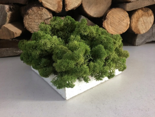 Tŕstie 17x17 cm so škrabaním