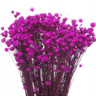 Sušené kvety glycsia glixia fuchsia ruže ~ 350 ks