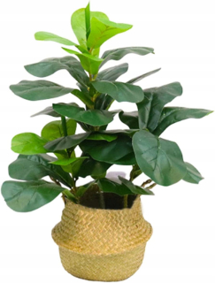 Umelý figový strom ficus fiddle lety,
