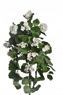 Kytica z Pelargonium kyticu pelargownia na bielom