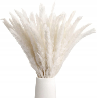 Pampy tráva sušia biele 30 ks Boho