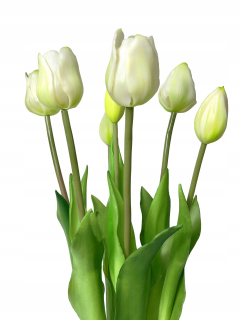 Silikónové tulipány biela kytica 7 kusov ako živý