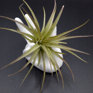 Tillandsia concolor Rights bez internetu