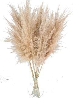 Pampas Pampas Fluffy XXL Top 120 cm Natural