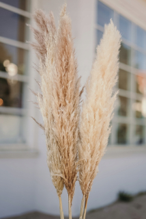 Tráva Pampas sušená Natural suchá tráva 5ks