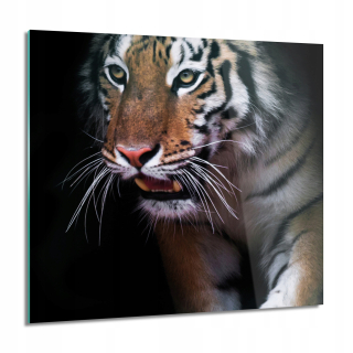 Tiger Head Eyes Glass Obrázok na stene 60x60