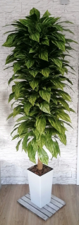 Umelé kvety,ovocie - Umelý Ficus Strom Ficus, 180 cm, kvet
