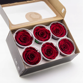 Večné ruže hlava balíček 6ks. XL Roseamor