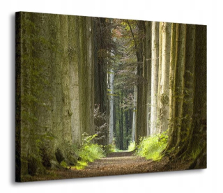 Jarné ráno v lesnom obraze Canvas 120x90 cm