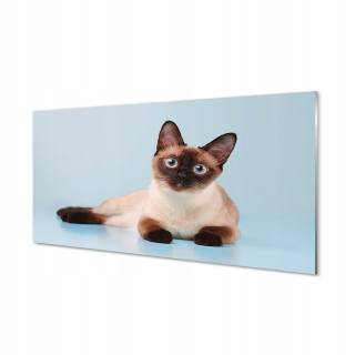 Obrázok moderného skla Fotografie ležajúca mačka 120x60 cm