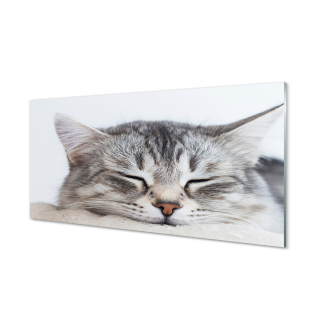 Moderná sklenená fotografia Sleeping Picture Cat 120x60 cm
