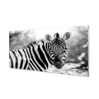 Stena fotografie retro sklo zebra 120x60 cm
